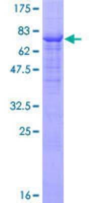 SDS-PAGE: Recombinant Human Fgr GST (N-Term) Protein [H00002268-P01]
