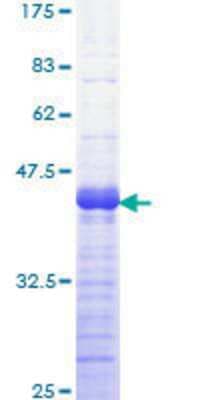 SDS-PAGE: Recombinant Human GAB1 GST (N-Term) Protein [H00002549-Q01]