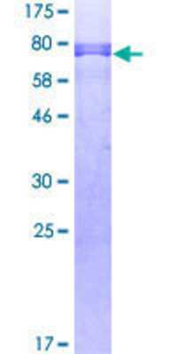 SDS-PAGE: Recombinant Human GATA-2 GST (N-Term) Protein [H00002624-P01]