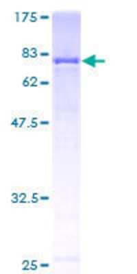 SDS-PAGE: Recombinant Human GBP2 GST (N-Term) Protein [H00002634-P01]