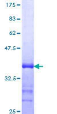 SDS-PAGE: Recombinant Human GFI-1 GST (N-Term) Protein [H00002672-Q01]