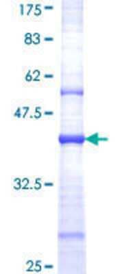 SDS-PAGE: Recombinant Human NMDAR2B GST (N-Term) Protein [H00002904-Q01]