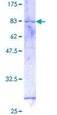 SDS-PAGE: Recombinant Human GTF2H4 GST (N-Term) Protein [H00002968-P01]