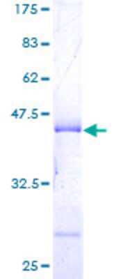 SDS-PAGE: Recombinant Human Histone H3.3B GST (N-Term) Protein [H00003021-P02]