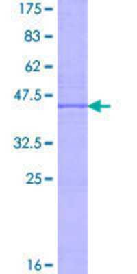 SDS-PAGE: Recombinant Human HLA DPB2 GST (N-Term) Protein [H00003116-P01]