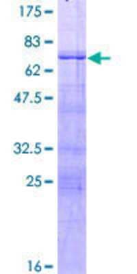 SDS-PAGE: Recombinant Human FOXA3 GST (N-Term) Protein [H00003171-P01]