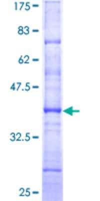 SDS-PAGE: Recombinant Human HNF-4 alpha/NR2A1 GST (N-Term) Protein [H00003172-Q01]