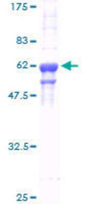 SDS-PAGE: Recombinant Human hnRNP A2B1 GST (N-Term) Protein [H00003181-P01]
