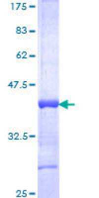 SDS-PAGE: Recombinant Human HOXA13 GST (N-Term) Protein [H00003209-Q01]