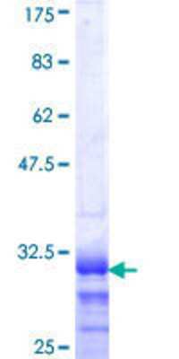SDS-PAGE: Recombinant Human HOXB4 GST (N-Term) Protein [H00003214-Q01]