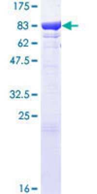SDS-PAGE: Recombinant Human HspA1L GST (N-Term) Protein [H00003305-P01]