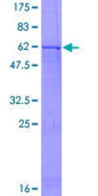 SDS-PAGE: Recombinant Human 5-HT1D GST (N-Term) Protein [H00003352-P01]
