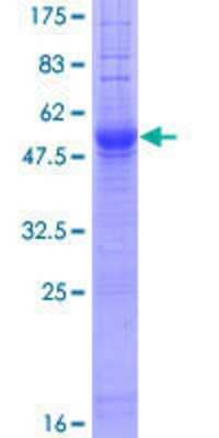 SDS-PAGE: Recombinant Human IGSF1 GST (N-Term) Protein [H00003547-P01]