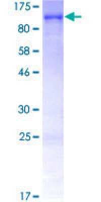 SDS-PAGE: Recombinant Human Lamin A + C GST (N-Term) Protein [H00004000-P01]