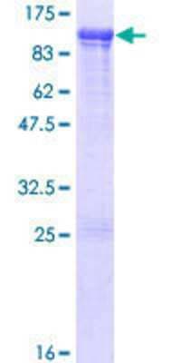 SDS-PAGE: Recombinant Human Breast cancer suppressor candidate 1 GST (N-Term) Protein [H00004013-P01]