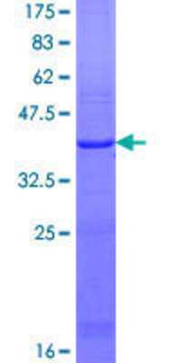 SDS-PAGE: Recombinant Human LSS GST (N-Term) Protein [H00004047-Q01]