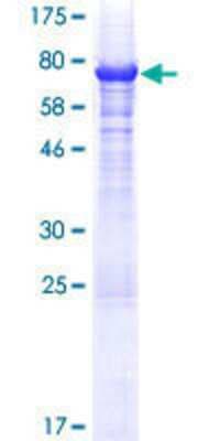 SDS-PAGE: Recombinant Human MAGEA10 GST (N-Term) Protein [H00004109-P01]