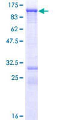 SDS-PAGE: Recombinant Human Mark3 GST (N-Term) Protein [H00004140-P01]