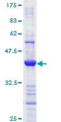 SDS-PAGE: Recombinant Human MLH1 GST (N-Term) Protein [H00004292-Q01]