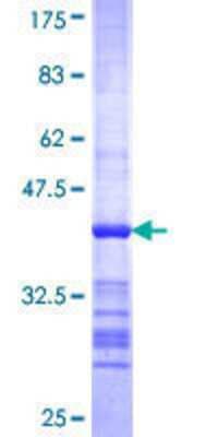 SDS-PAGE: Recombinant Human MSH4 GST (N-Term) Protein [H00004438-Q01]