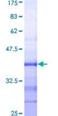 SDS-PAGE: Recombinant Human MSH5 GST (N-Term) Protein [H00004439-Q01]