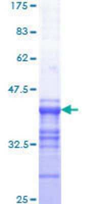 SDS-PAGE: Recombinant Human c-Myb GST (N-Term) Protein [H00004602-Q01]