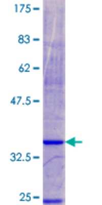 SDS-PAGE: Recombinant Human NDUFA3 GST (N-Term) Protein [H00004696-P01]