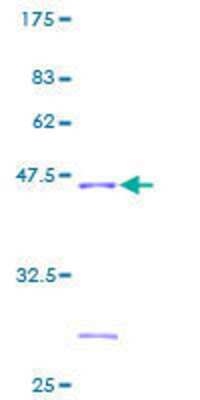 SDS-PAGE: Recombinant Human NDUFB6 GST (N-Term) Protein [H00004712-P01]