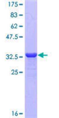 SDS-PAGE: Recombinant Human Neuropeptide Y GST (N-Term) Protein [H00004852-Q01]