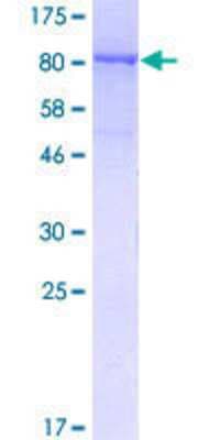 SDS-PAGE: Recombinant Human NUP98 GST (N-Term) Protein [H00004928-P01]
