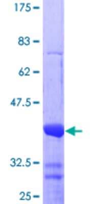 SDS-PAGE: Recombinant Human Nurr1/NGFI-B beta/NR4A2 GST (N-Term) Protein [H00004929-Q01]