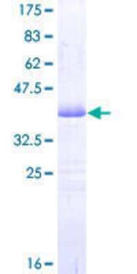SDS-PAGE: Recombinant Human PDE3A GST (N-Term) Protein [H00005139-Q01]