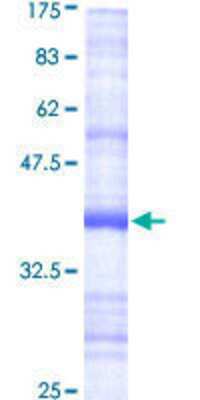 SDS-PAGE: Recombinant Human PIGH GST (N-Term) Protein [H00005283-Q01]