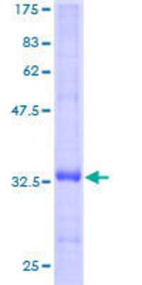 SDS-PAGE: Recombinant Human FXYD3 GST (N-Term) Protein [H00005349-P01]