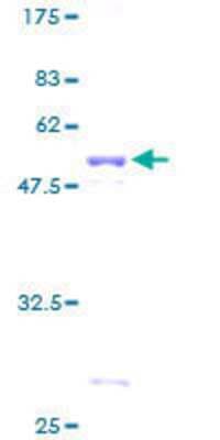 SDS-PAGE: Recombinant Human Protein Phosphatase inhibitor 1 GST (N-Term) Protein [H00005502-P01]