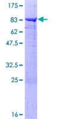 SDS-PAGE: Recombinant Human PPP2R5A GST (N-Term) Protein [H00005525-P02]