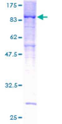 SDS-PAGE: Recombinant Human PPP2R5D GST (N-Term) Protein [H00005528-P01]