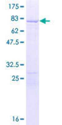 SDS-PAGE: Recombinant Human PTBP1 GST (N-Term) Protein [H00005725-P02]