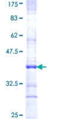 SDS-PAGE: Recombinant Human PTGER3 GST (N-Term) Protein [H00005733-Q01]