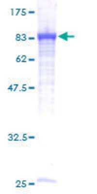 SDS-PAGE: Recombinant Human Arginyl tRNA synthetase GST (N-Term) Protein [H00005917-P01]