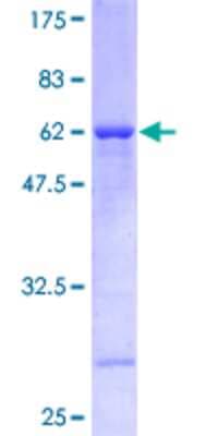 SDS-PAGE: Recombinant Human RFC2 GST (N-Term) Protein [H00005982-P01]