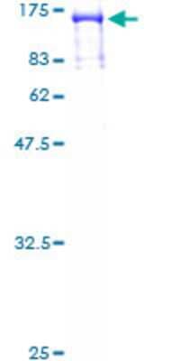 SDS-PAGE: Recombinant Human RFX3 GST (N-Term) Protein [H00005991-P01]