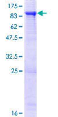 SDS-PAGE: Recombinant Human RFX4 GST (N-Term) Protein [H00005992-P02]
