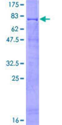 SDS-PAGE: Recombinant Human RING1 GST (N-Term) Protein [H00006015-P01]