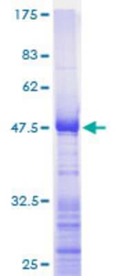 SDS-PAGE: Recombinant Human Ribosomal Protein L17 GST (N-Term) Protein [H00006139-P01]