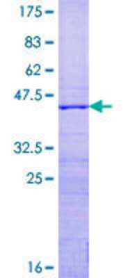 SDS-PAGE: Recombinant Human RPS15 GST (N-Term) Protein [H00006209-P02]