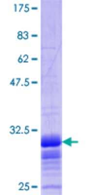 SDS-PAGE: Recombinant Human Glut2 GST (N-Term) Protein [H00006514-Q01]