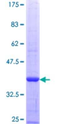 SDS-PAGE: Recombinant Human Band 3 GST (N-Term) Protein [H00006521-Q01]