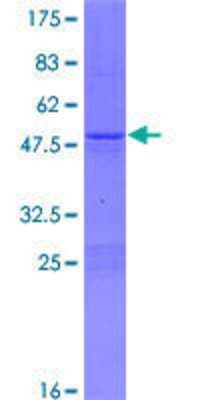 SDS-PAGE: Recombinant Human SRY GST (N-Term) Protein [H00006736-P01]