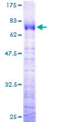 SDS-PAGE: Recombinant Human TFIISH GST (N-Term) Protein [H00006920-P01]